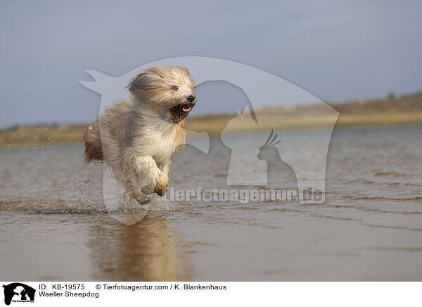 W�ller / Waeller Sheepdog / KB-19575