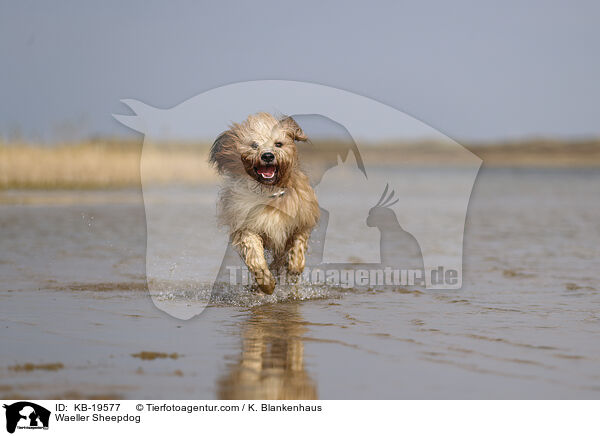 Waeller Sheepdog / KB-19577