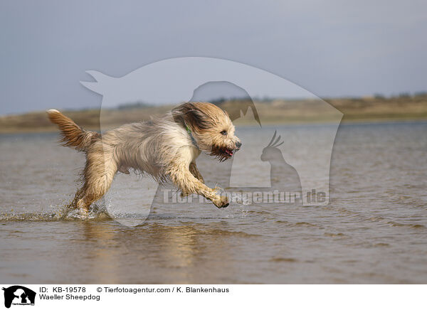 W�ller / Waeller Sheepdog / KB-19578