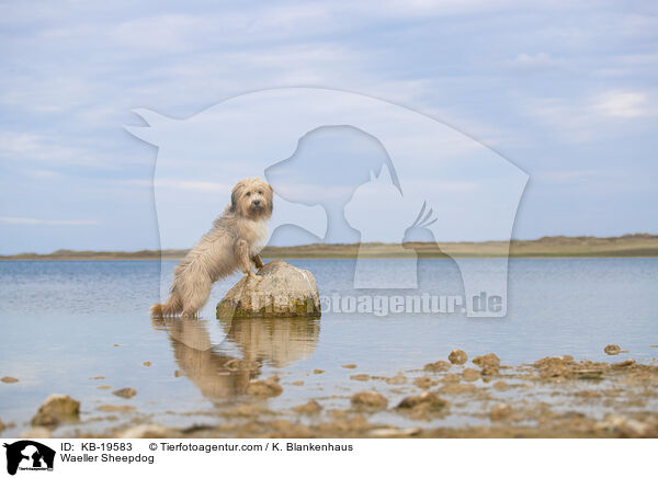 Waeller Sheepdog / KB-19583