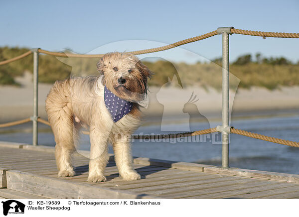 W�ller / Waeller Sheepdog / KB-19589