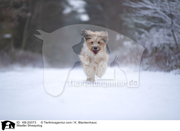 W�ller / Waeller Sheepdog / KB-20073