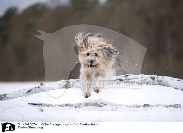 W�ller / Waeller Sheepdog / KB-20074