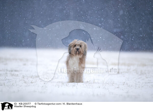 W�ller / Waeller Sheepdog / KB-20077