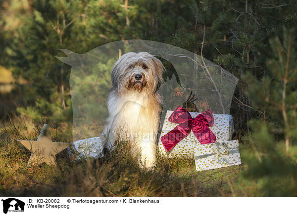 W�ller / Waeller Sheepdog / KB-20082