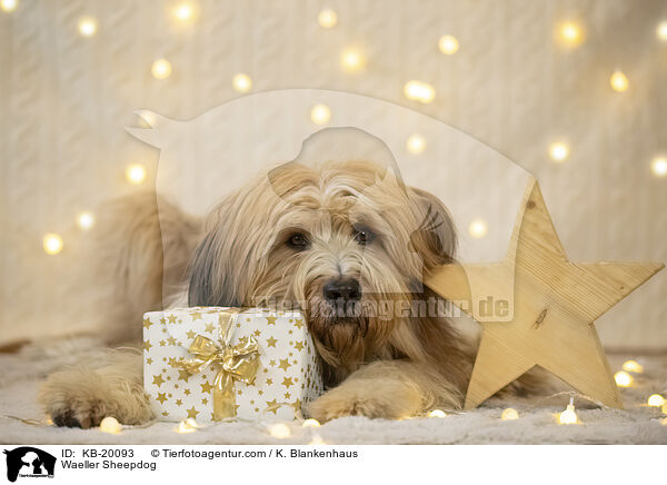 W�ller / Waeller Sheepdog / KB-20093