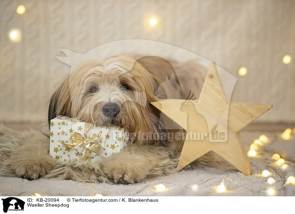 W�ller / Waeller Sheepdog / KB-20094