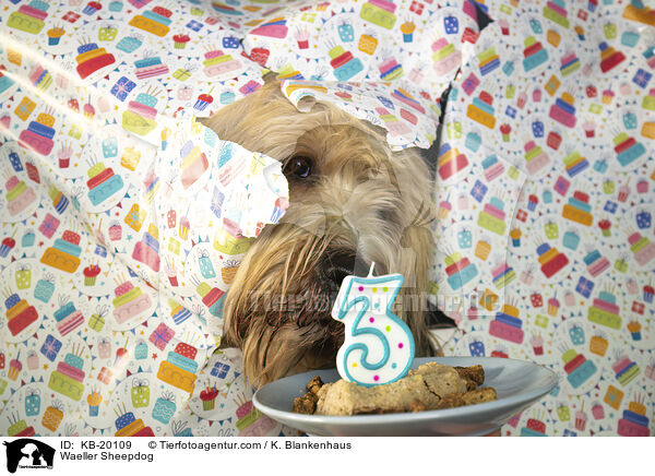 W�ller / Waeller Sheepdog / KB-20109