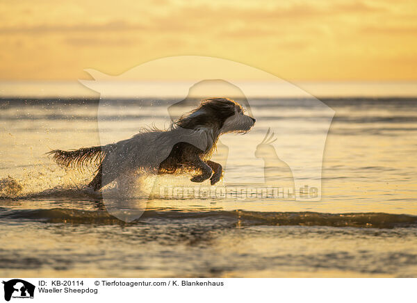 W�ller / Waeller Sheepdog / KB-20114