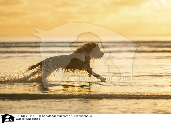 W�ller / Waeller Sheepdog / KB-20116