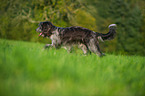 walking Waeller Sheepdog