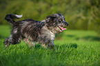 walking Waeller Sheepdog