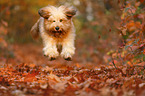 jumping Waeller Sheepdog