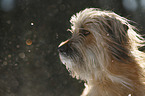 Waeller Sheepdog portrait