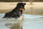 running Waeller Sheepdog