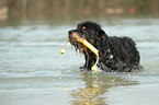 playing Waeller Sheepdog