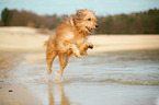 running Waeller Sheepdog