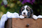 Waeller Sheepdog Puppy