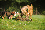 Waeller Sheepdog Puppies