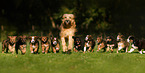 Waeller Sheepdog Puppies