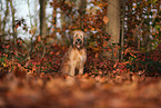 Waeller Sheepdog in autumn