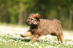 Waeller Sheepdog Puppy