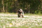 Waeller Sheepdog Puppy