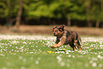 Waeller Sheepdog Puppy