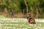 Waeller Sheepdog Puppy