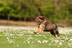 Waeller Sheepdog Puppy