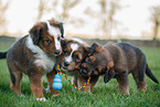 Waeller Sheepdog Puppies