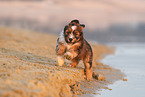 Waeller Sheepdog Puppy