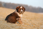 Waeller Sheepdog Puppy