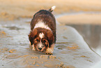 Waeller Sheepdog Puppy