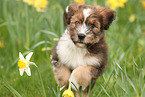 Waeller Sheepdog Puppy