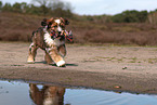 Waeller Sheepdog Puppy