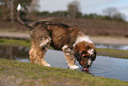 Waeller Sheepdog Puppy