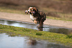 Waeller Sheepdog Puppy