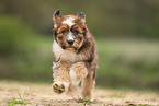 Waeller Sheepdog Puppy