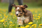 Waeller Sheepdog Puppy