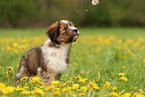 Waeller Sheepdog Puppy