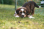 Waeller Sheepdog Puppy