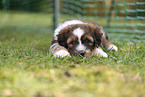 Waeller Sheepdog Puppy