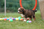 Waeller Sheepdog Puppy