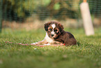 Waeller Sheepdog Puppy