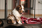 Waeller Sheepdog Puppy