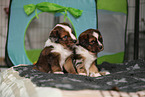 Waeller Sheepdog Puppies