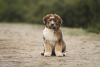 Waeller puppy