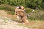 Waeller Puppies