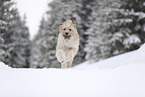 Waeller Sheepdog